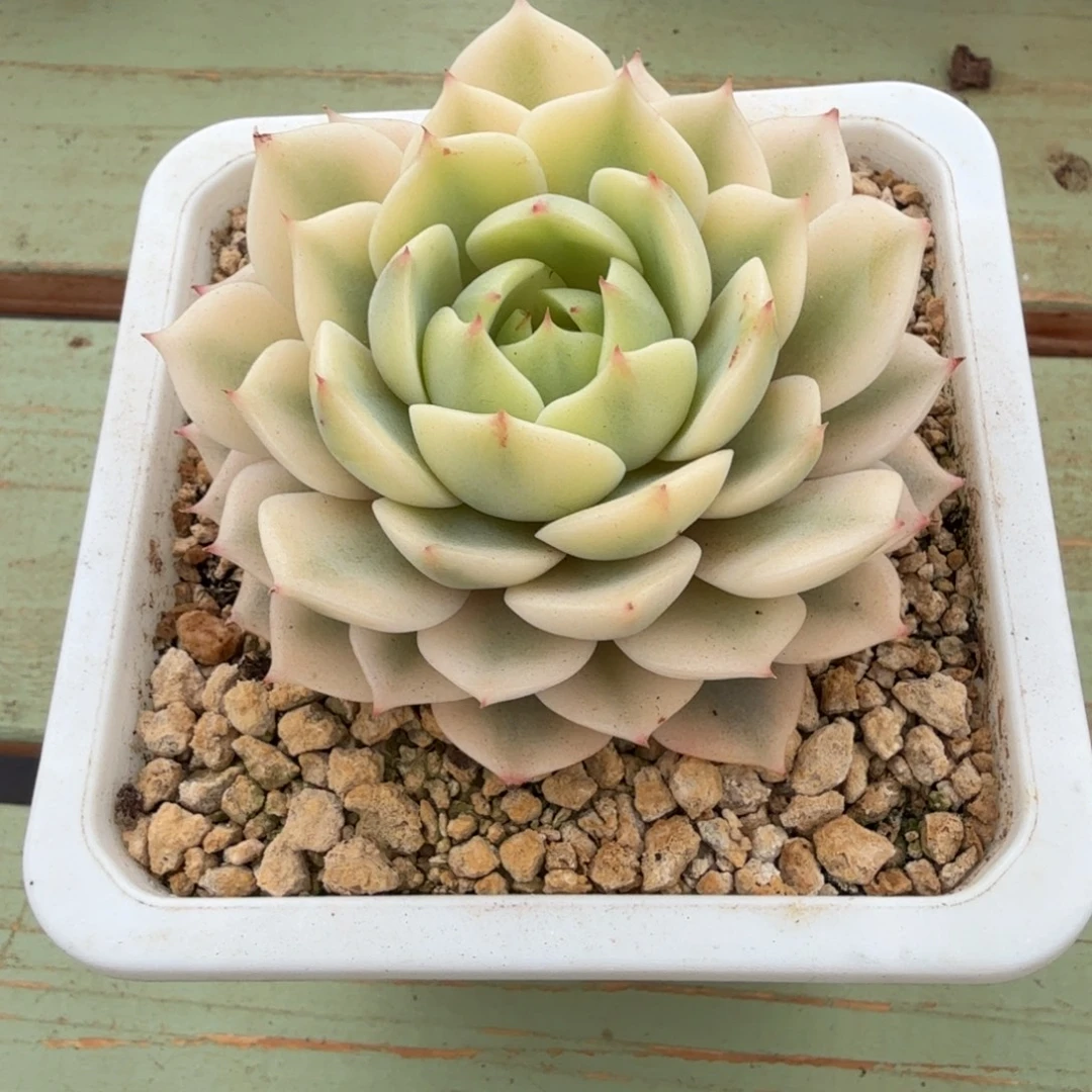 笨吧锦锦上园艺一物一拍