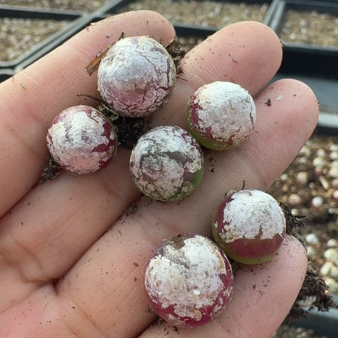 琴****。184六颗00000000000000