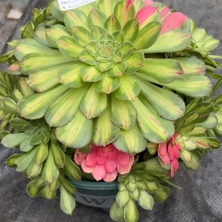 梦318知否20厘米左右