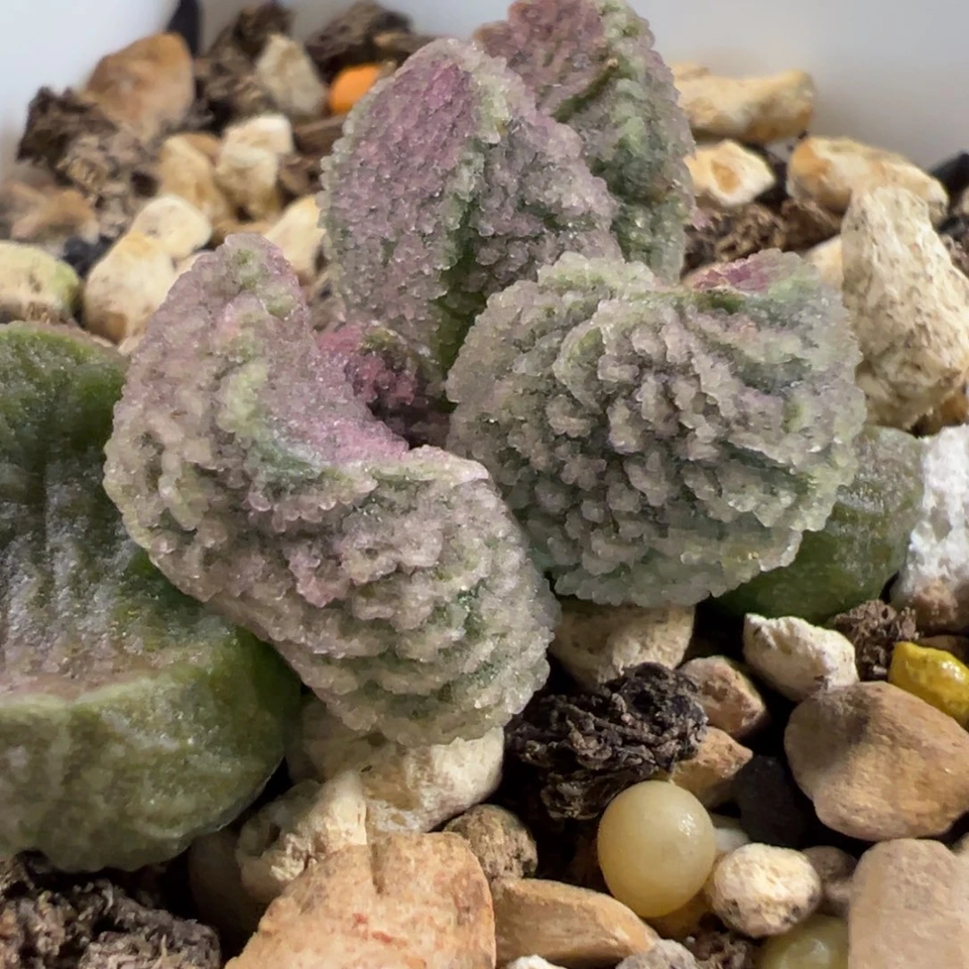 实生新品多肉植物水泡多肉植物水泡