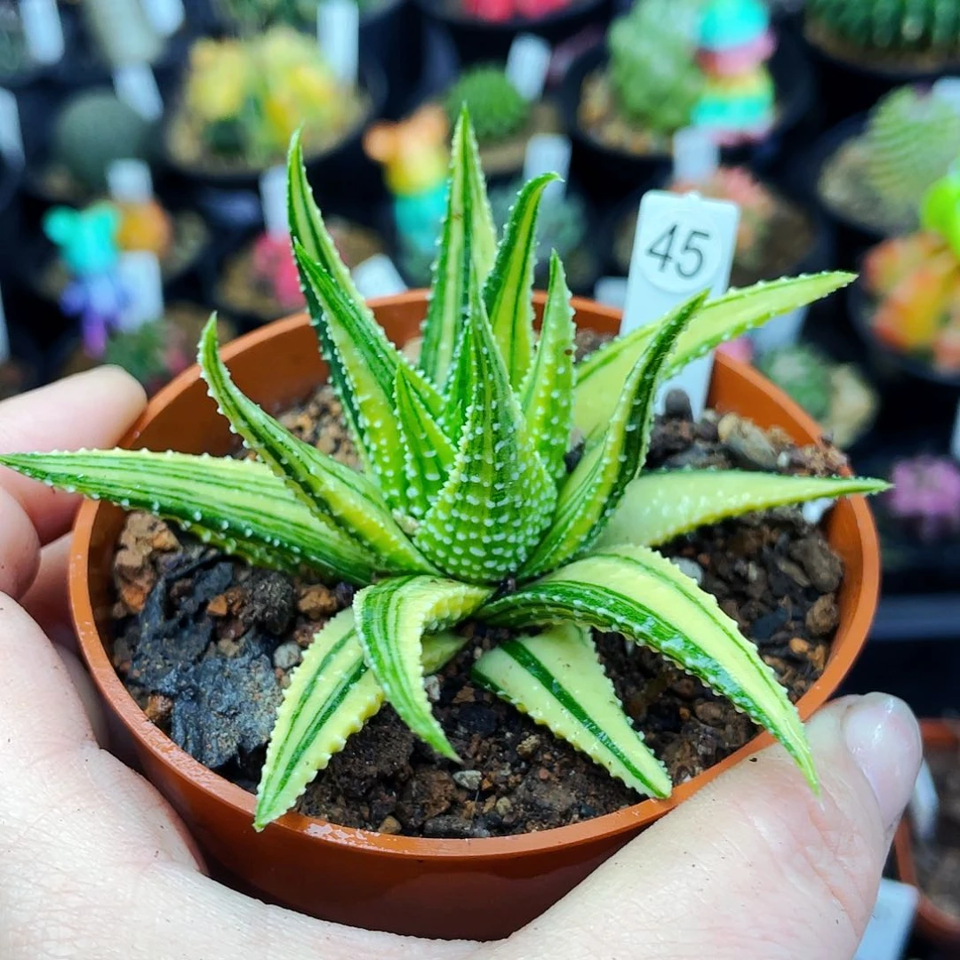 非偏远地区满25包邮仙人球