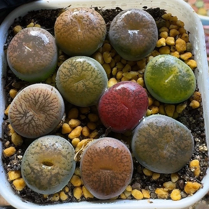 生石花111111。  菠萝豆。  369