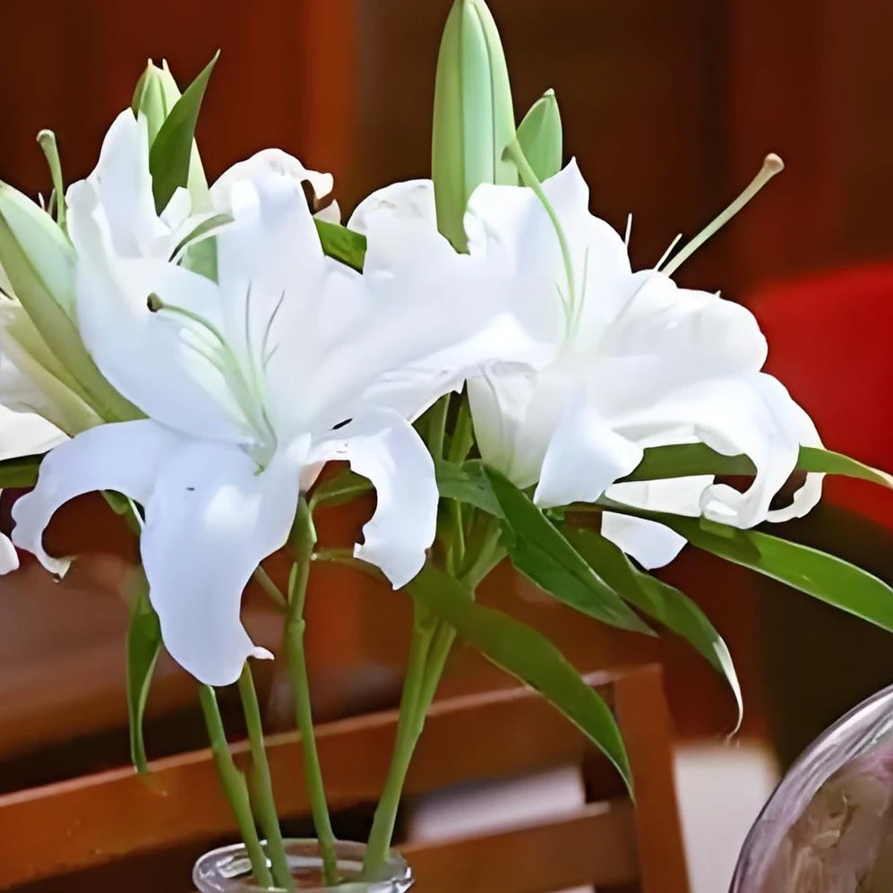 西百利亚白色水生鲜切花东北发货顺丰包邮