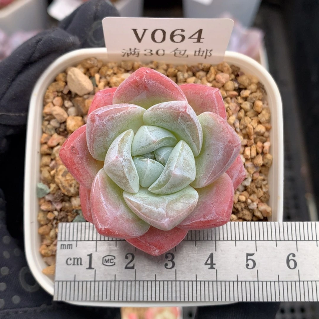 64。老桩粗腿冰玉。
