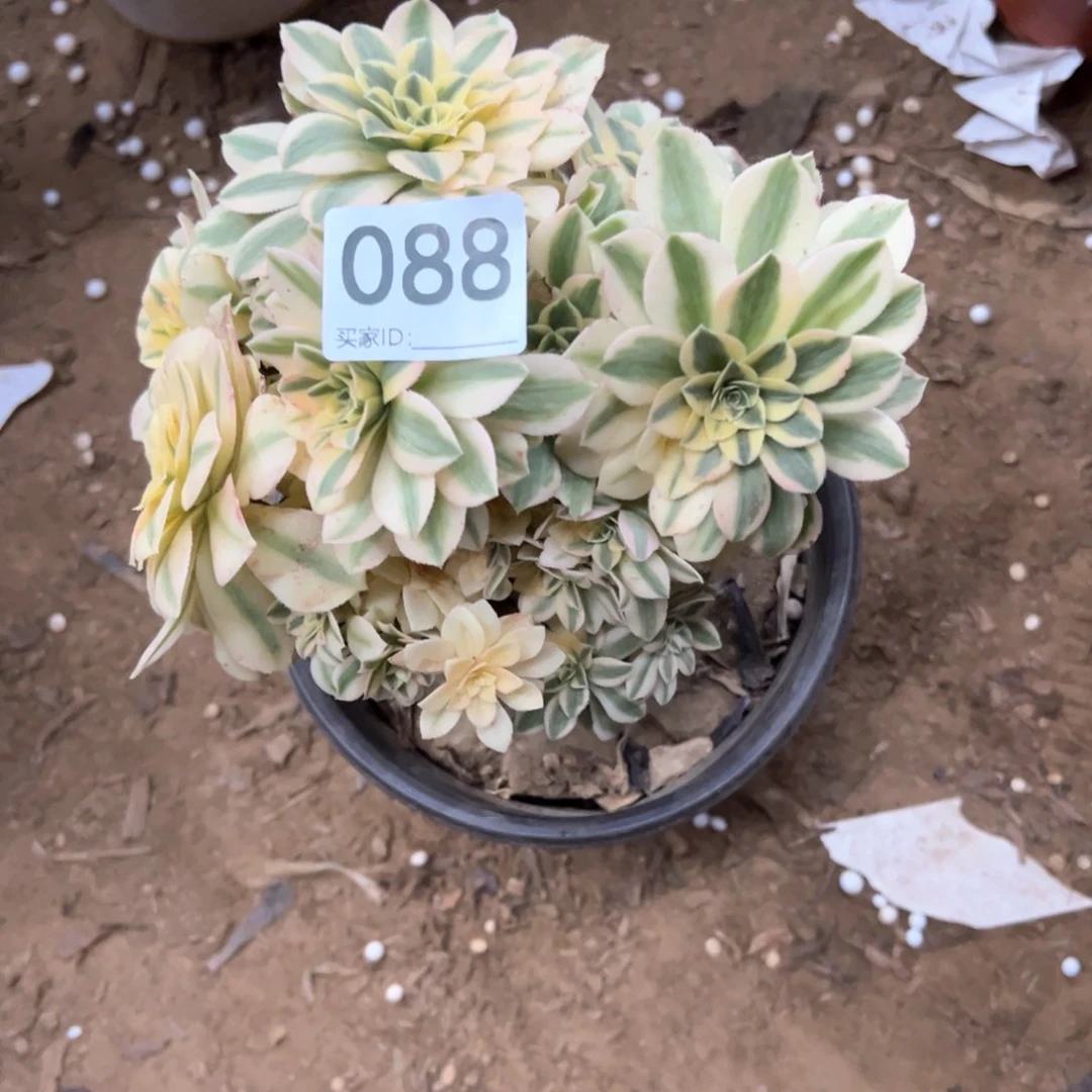 088迈巴赫多肉植物