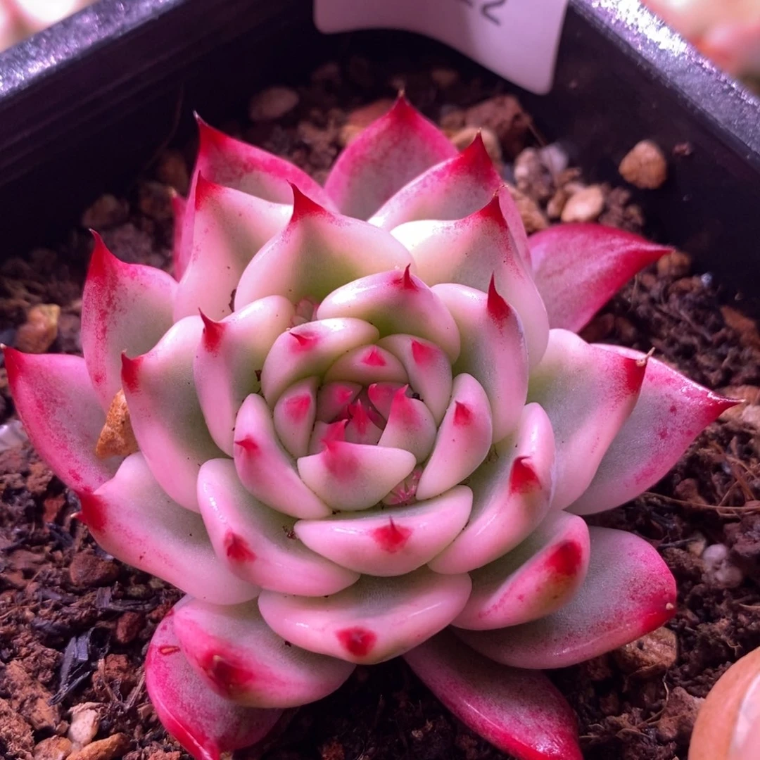 吉娃娃锦1002 多肉