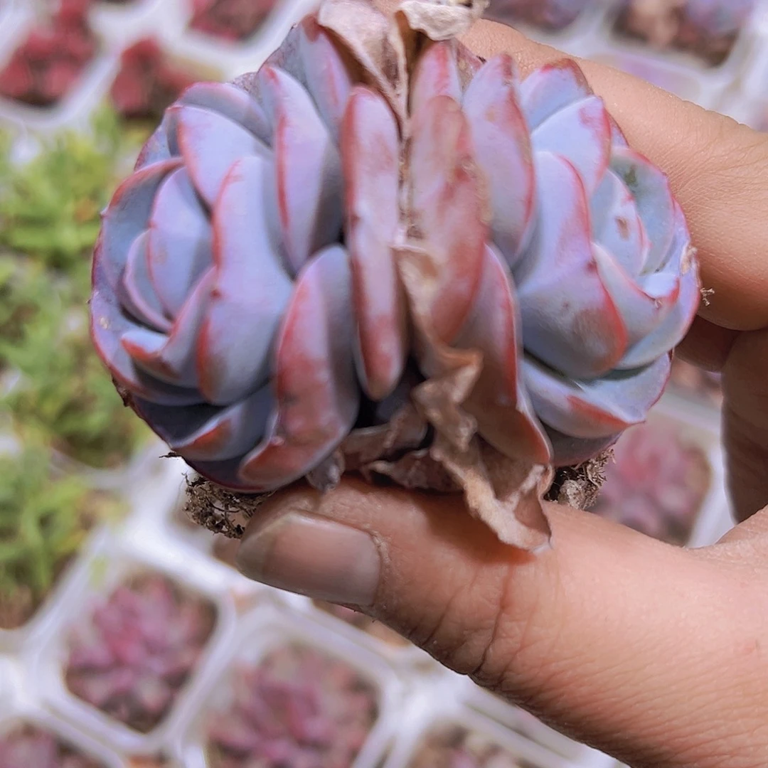 双头布鲁兰19包邮