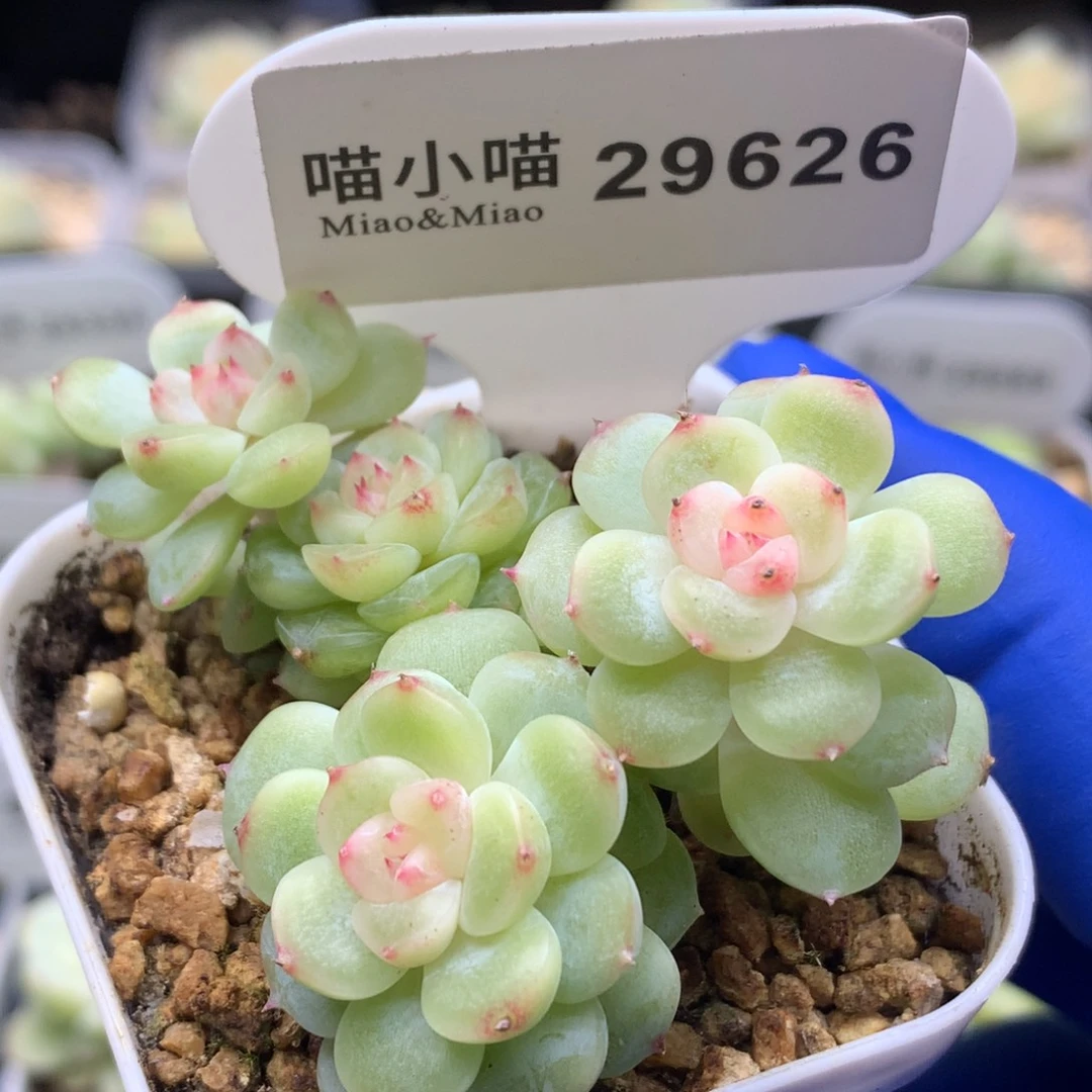 多肉植物杂交珍妮