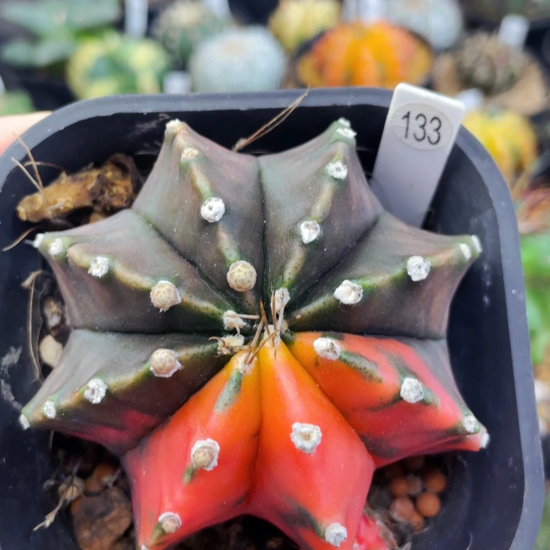 红****?盆5公分满25包邮裸根发货