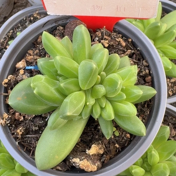 领航员561多肉植物