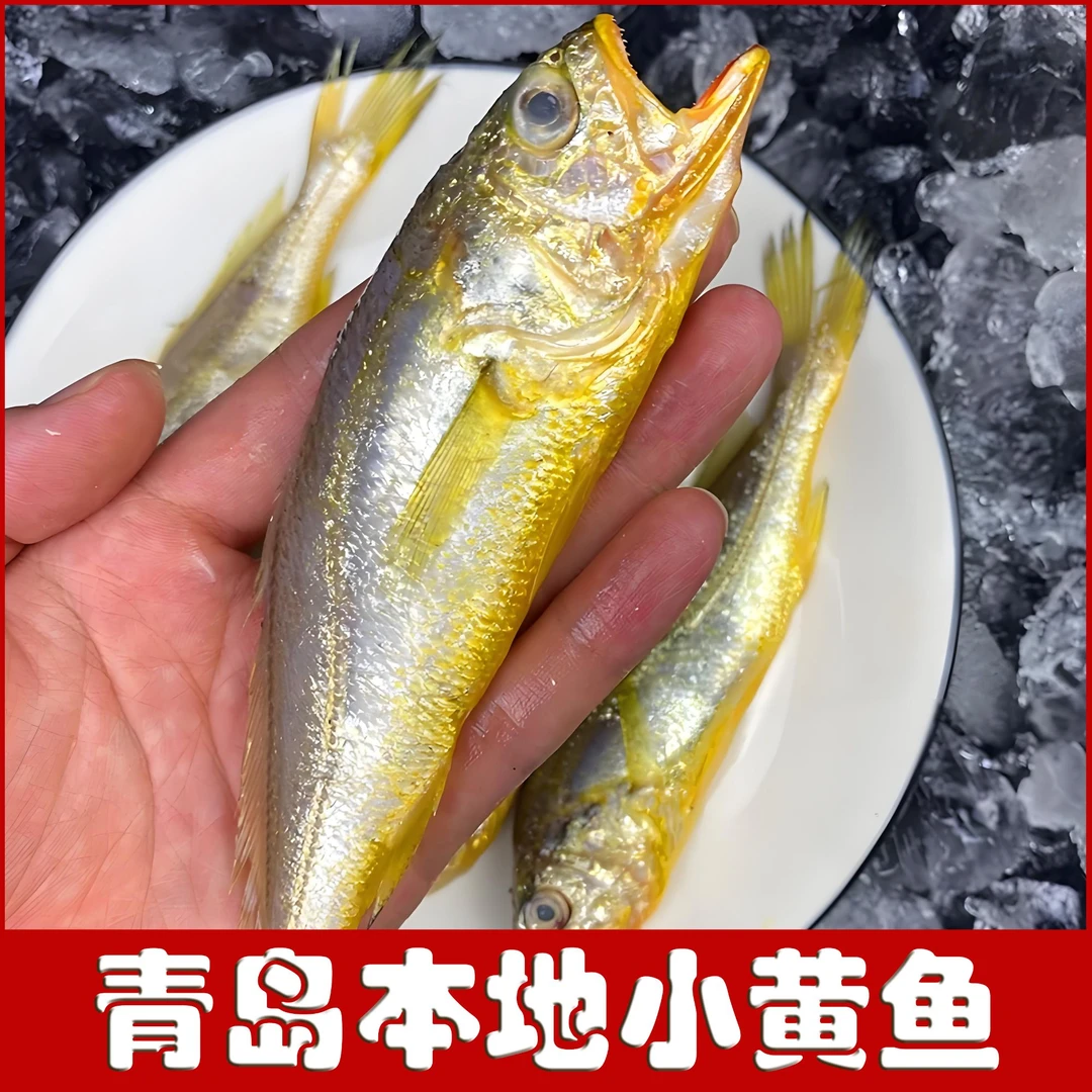 【林记鑫鲜】新鲜活冻小黄鱼青岛本地小黄鱼新鲜大虾