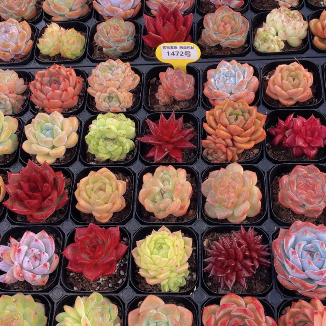 1472号 七夕专属美肉组合五个 加赠两个