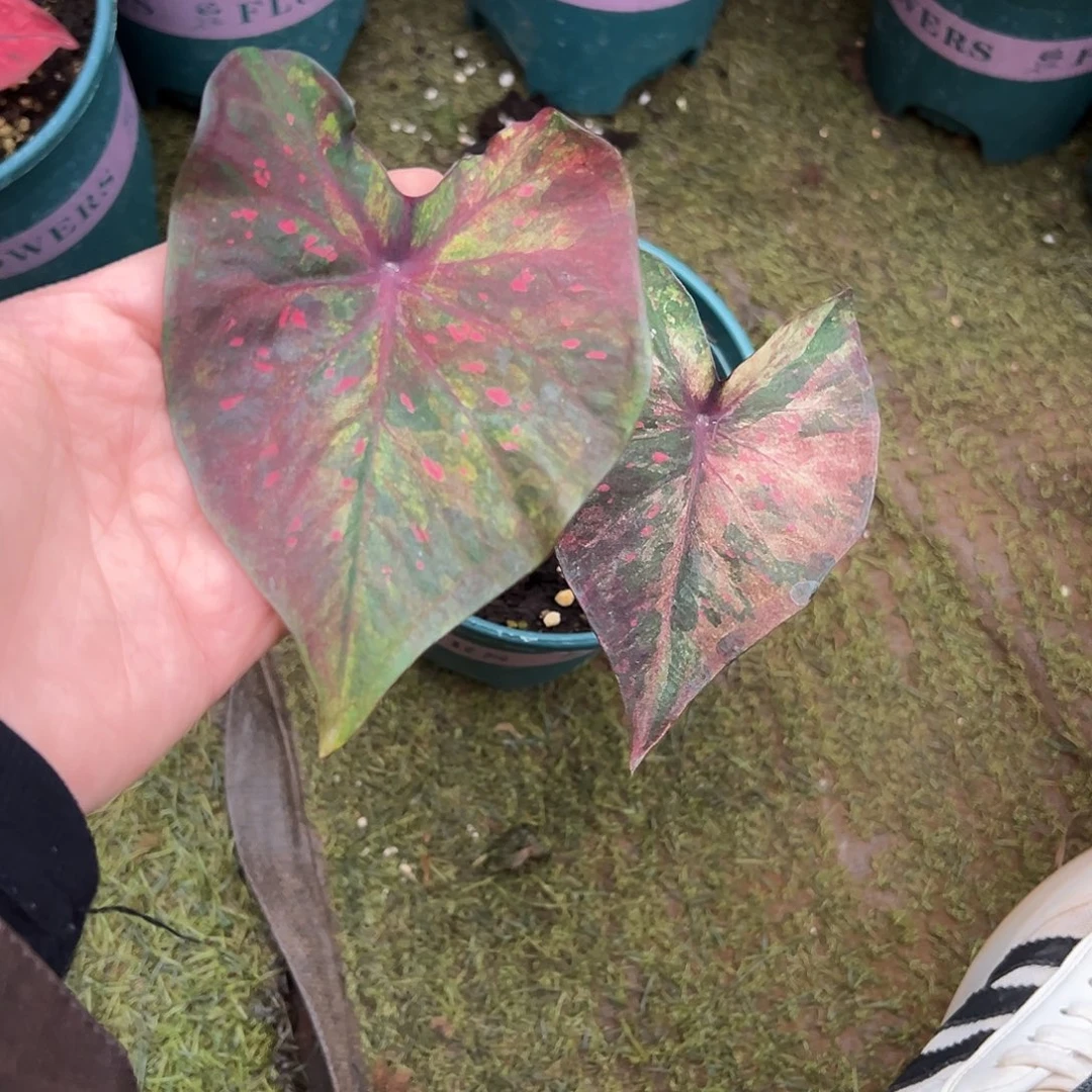 无花朵莫奈福利养定45