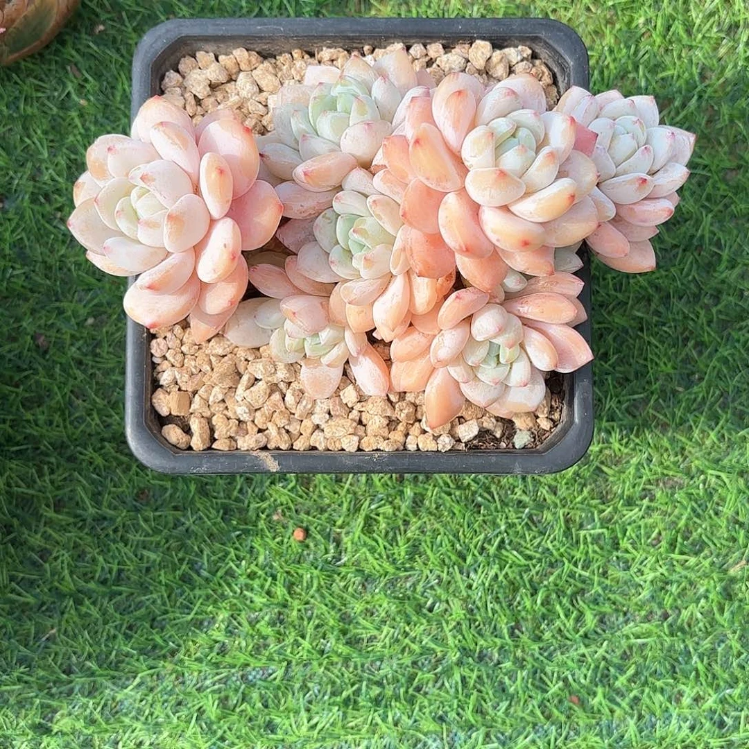 小小弟精品多肉冷香