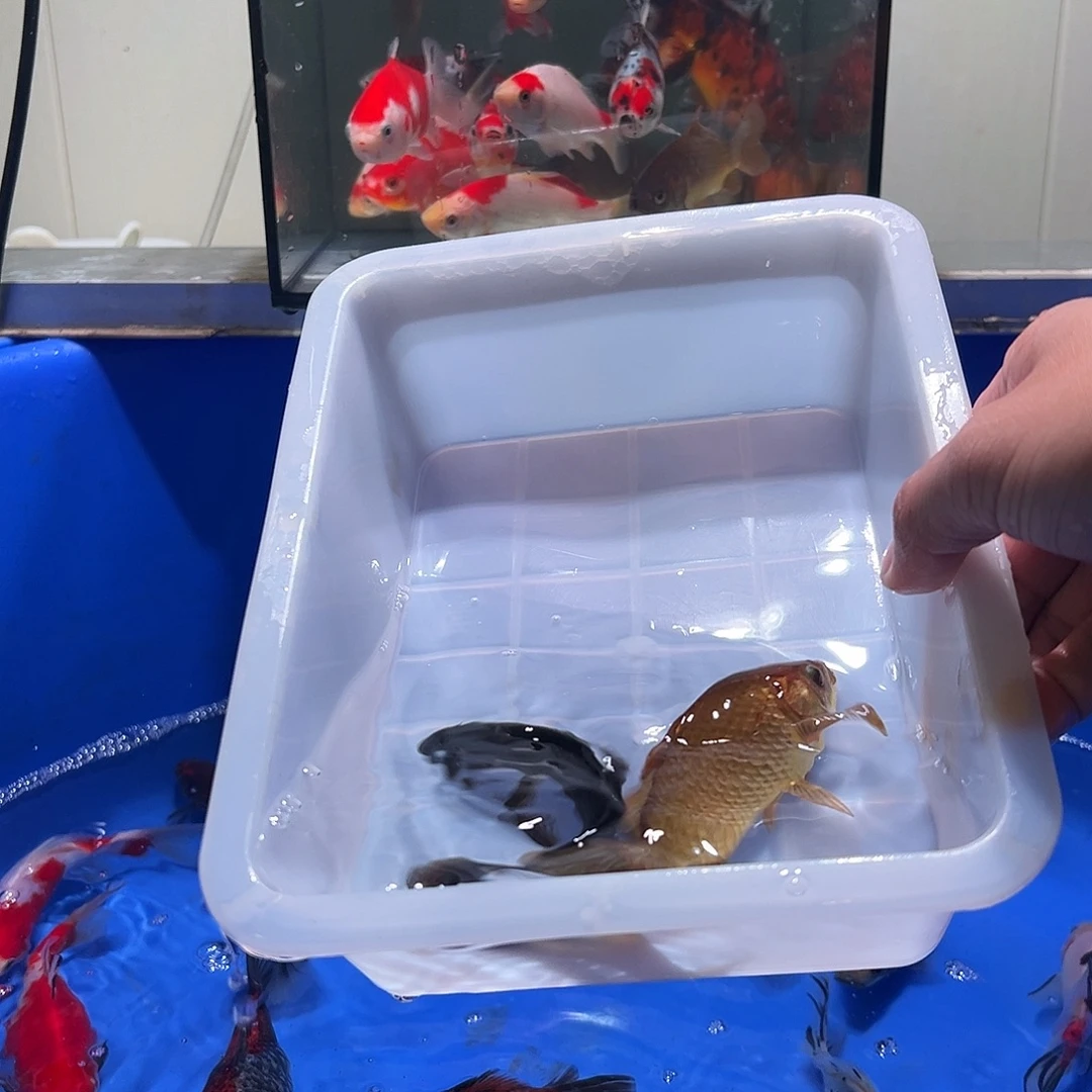 浅***然海水观赏鱼福利多多8