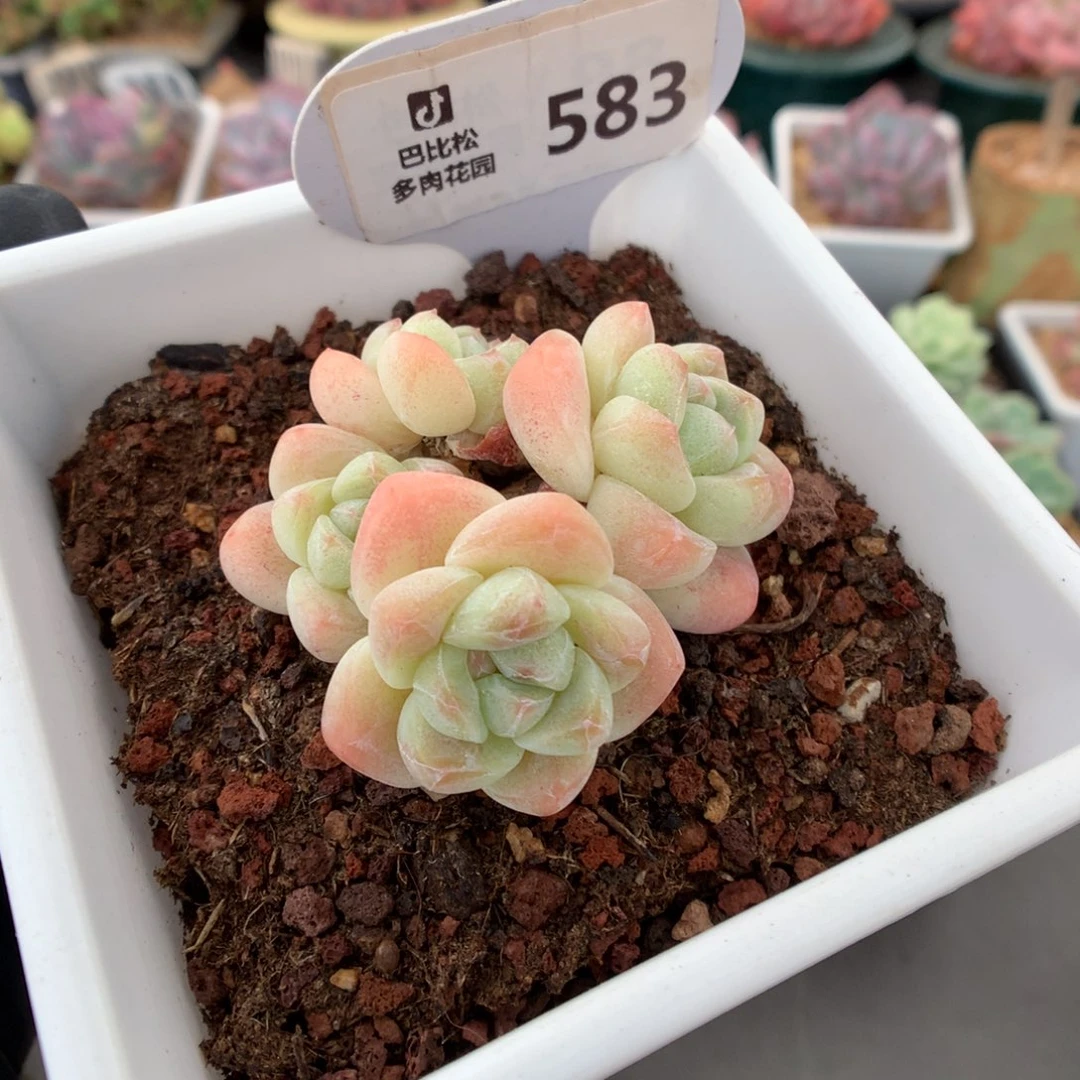 583 开播福利拍冰玉多肉