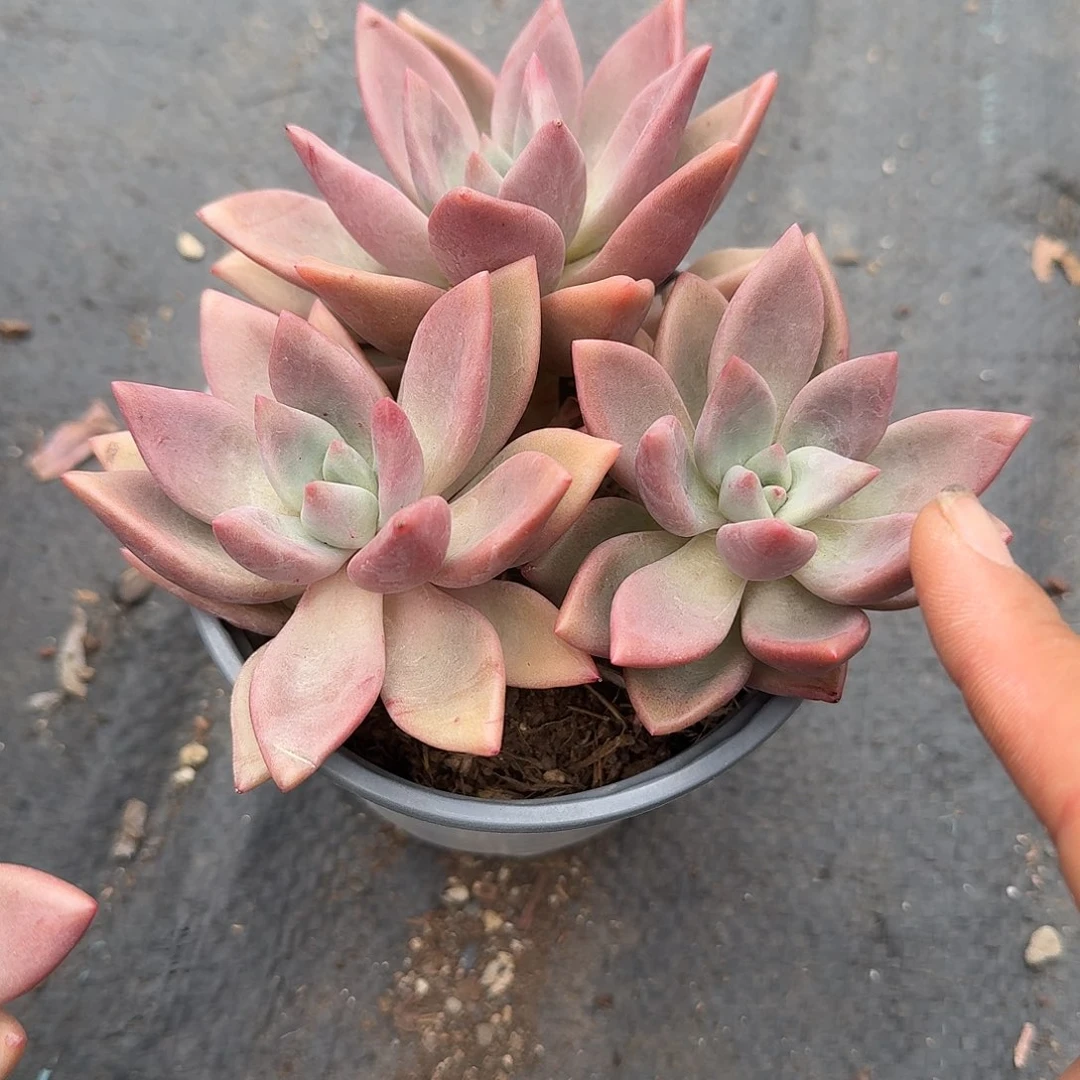 桃花源多肉植物精品