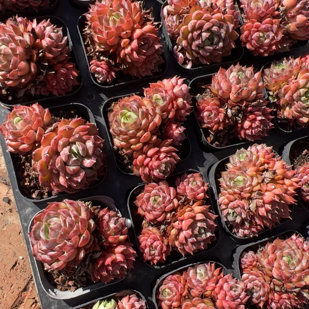 粉黛娜 满30包邮发货