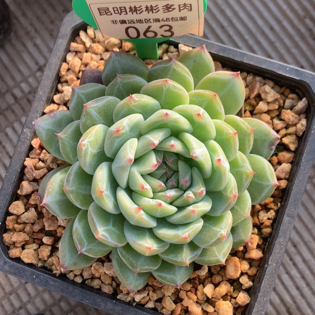 淡**定雪花珍妮单头063