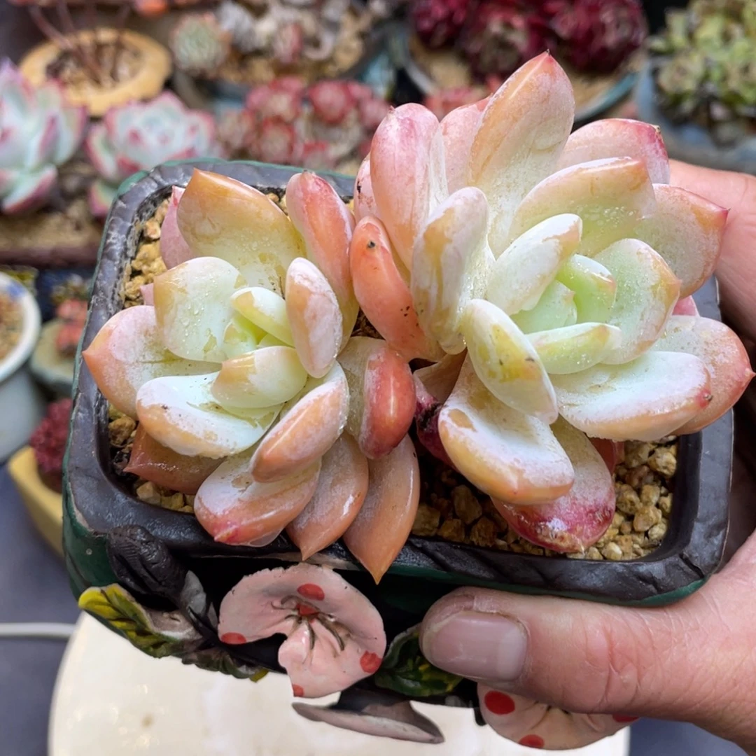 粗腿凤橙双头老桩