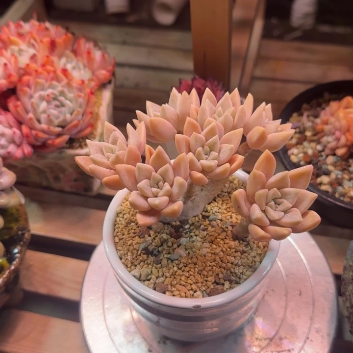 浪漫公主多肉植物