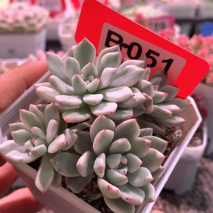 魅爪群生覆轮锦有根四头