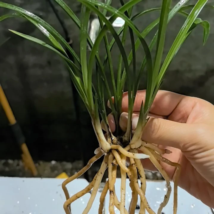 完全开放老种宋梅五苗