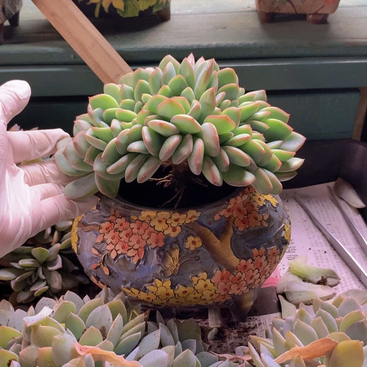 泡芙朵朵无砍自然群