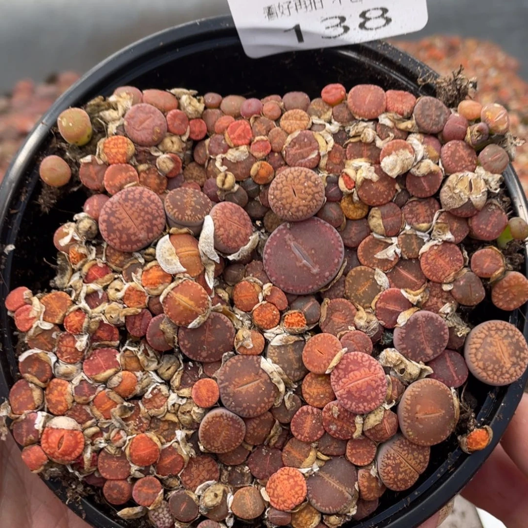 云糖心多肉植物138