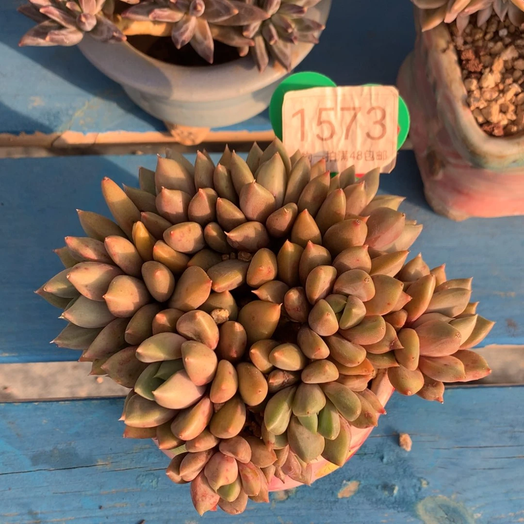 红象牙矮桩平头1573