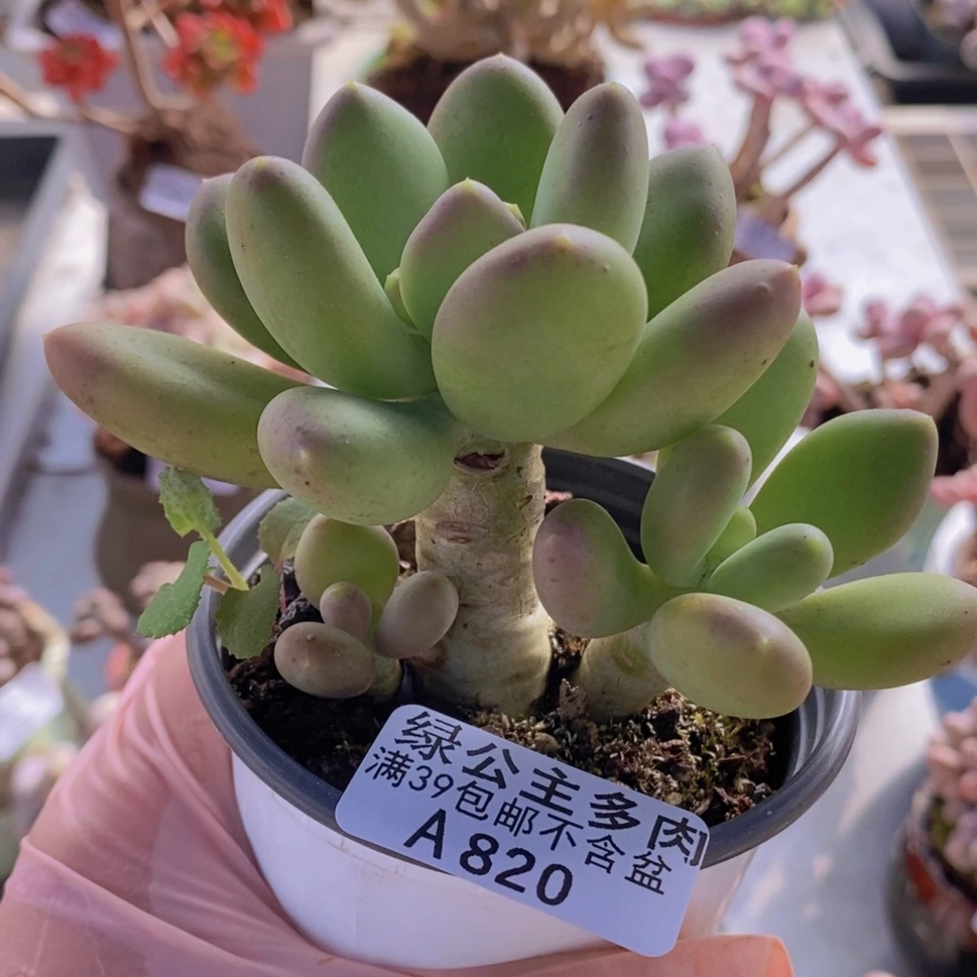 芒果奶9cm820多肉植物