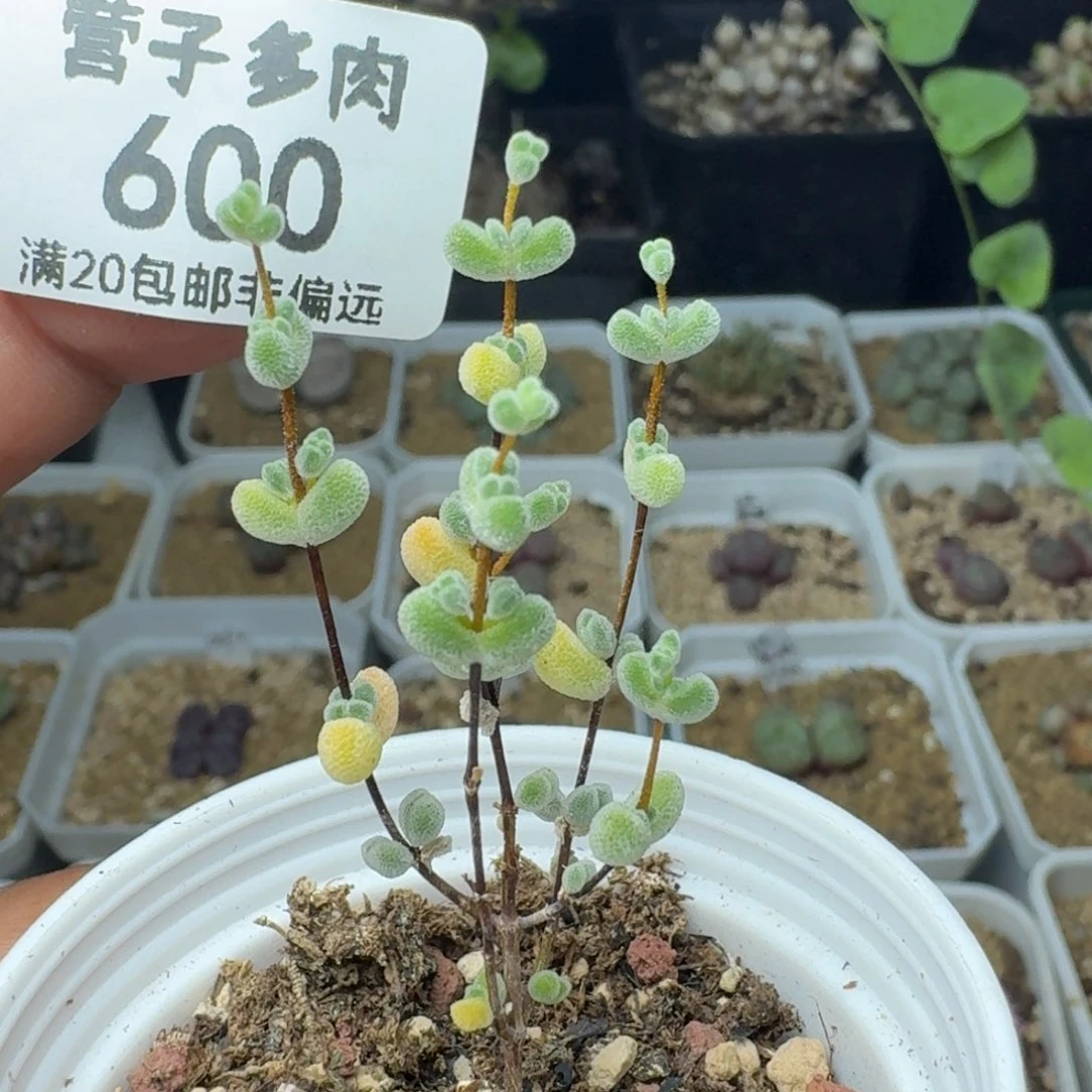 莱斯带盆土。