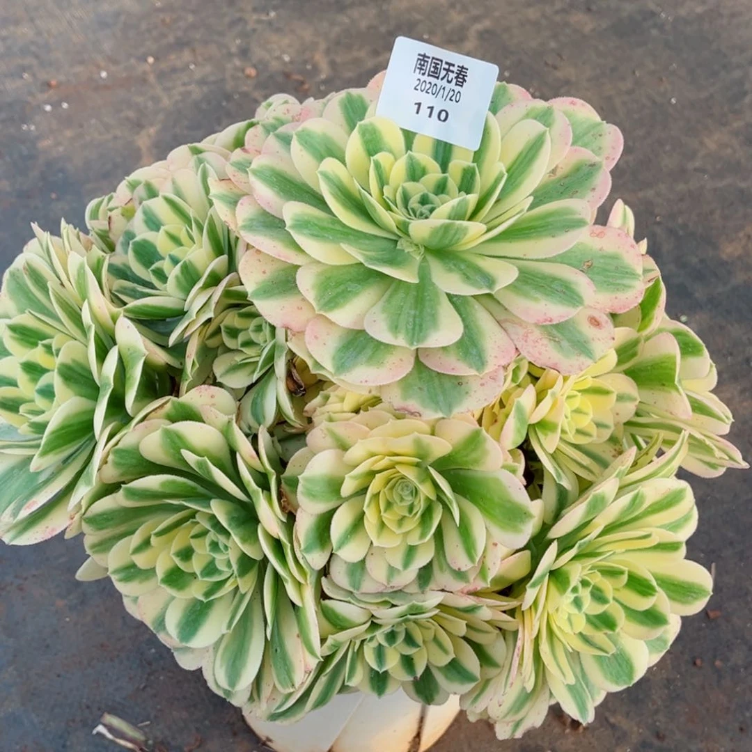 一物一拍多肉法师110