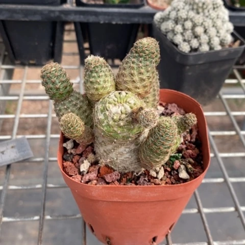 花木兰群7仙人球