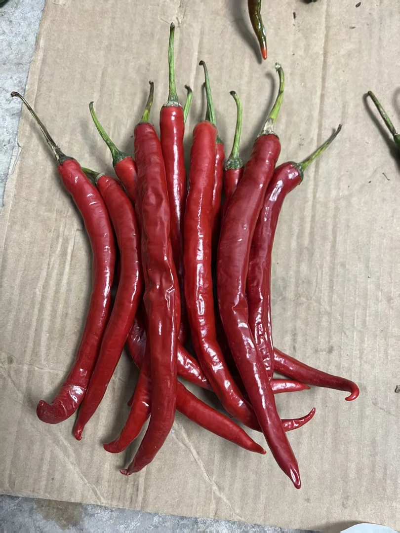 贵州二荆条辣椒有点半脱水晒干辣椒必备