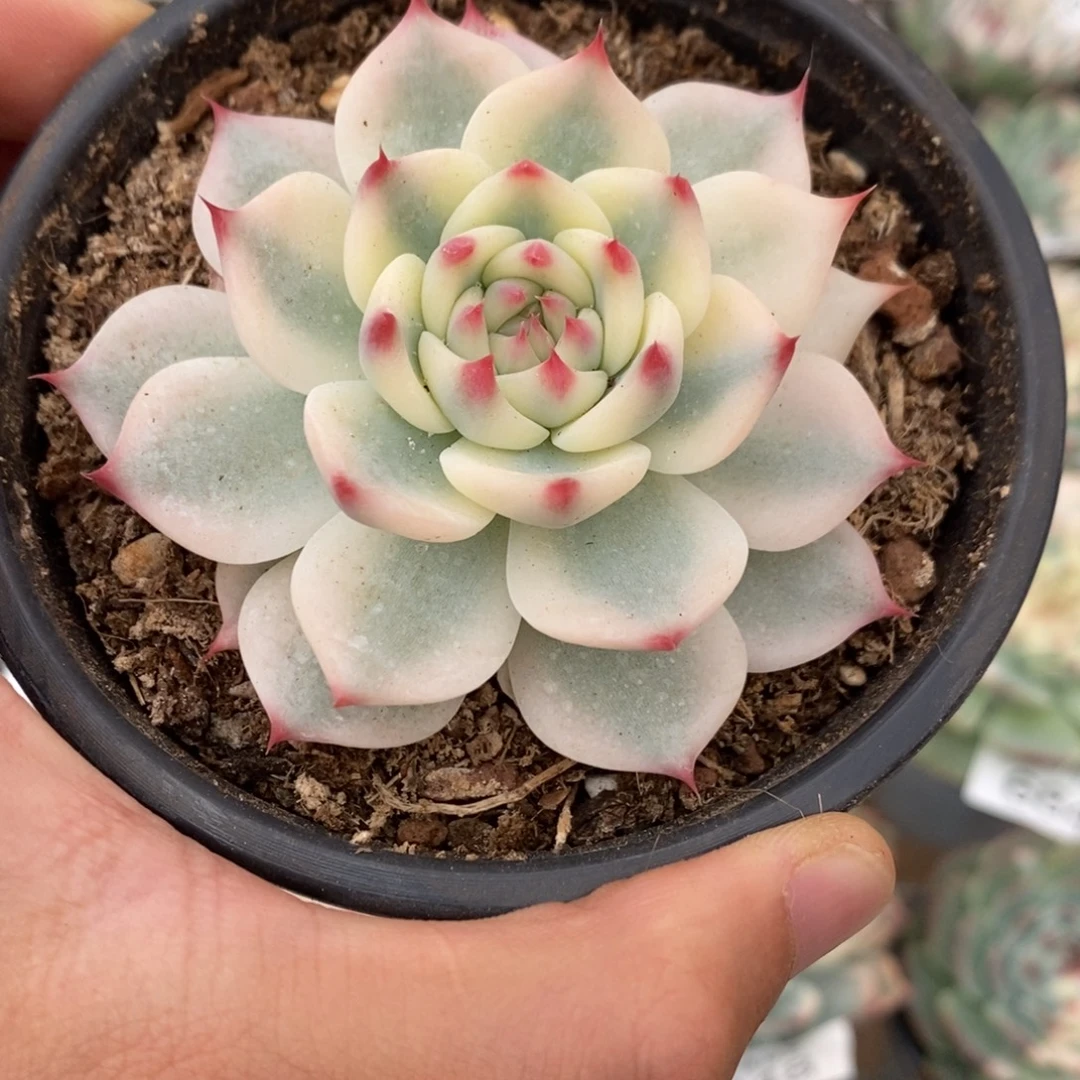 吉娃娃锦多肉植物6880