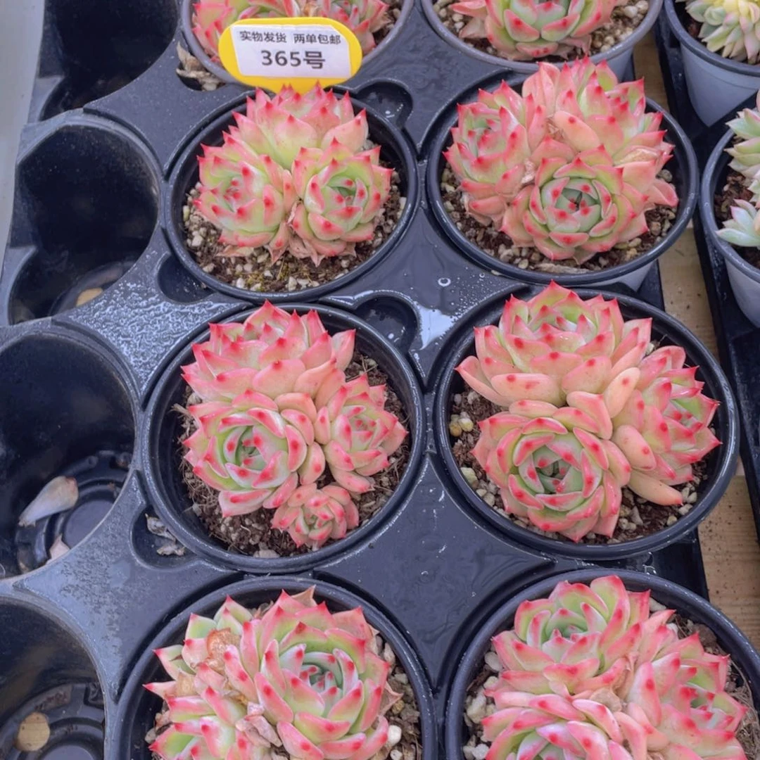 365号 全状态奶油玛利亚多头群一个