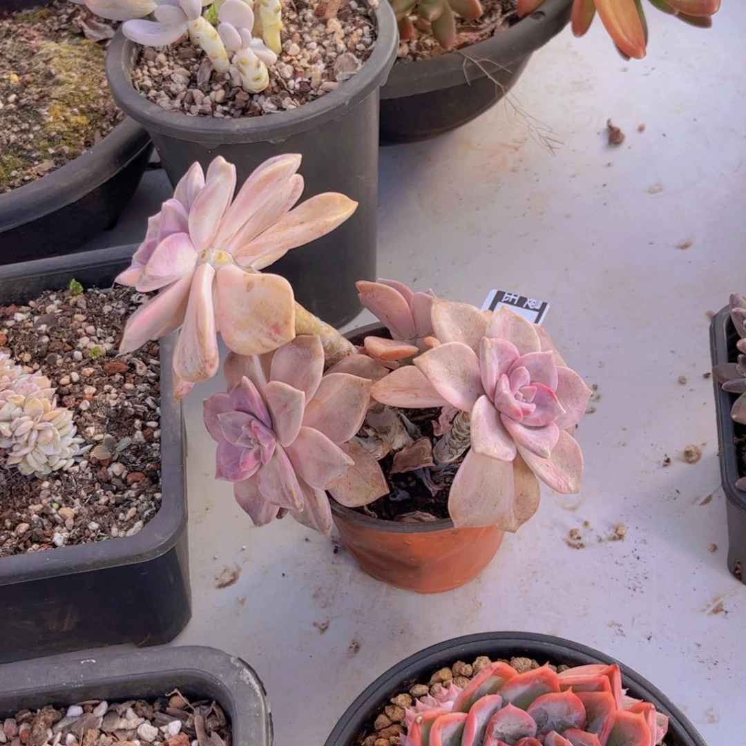 紫乐锦多肉植物3146