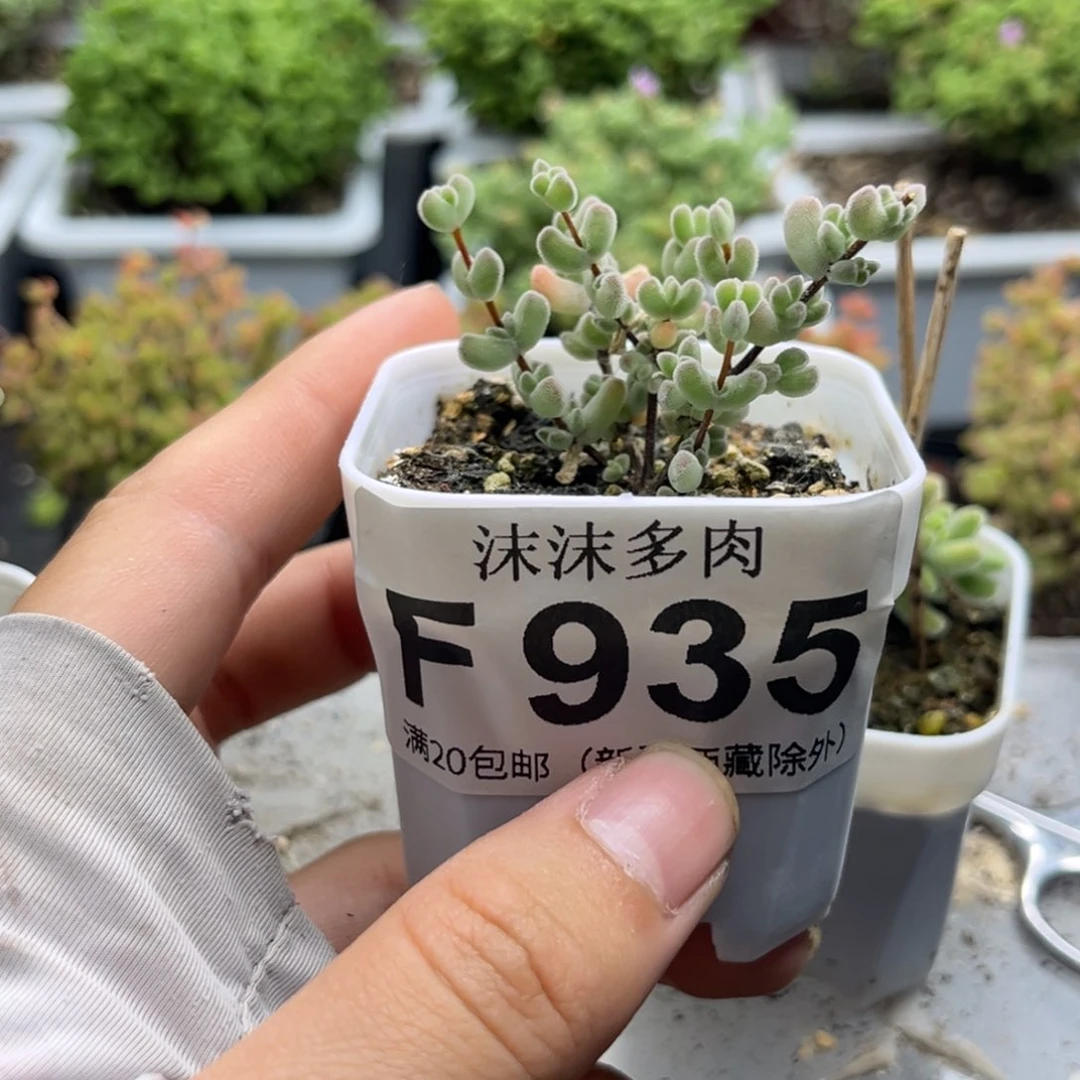 今***吗月曲 935。