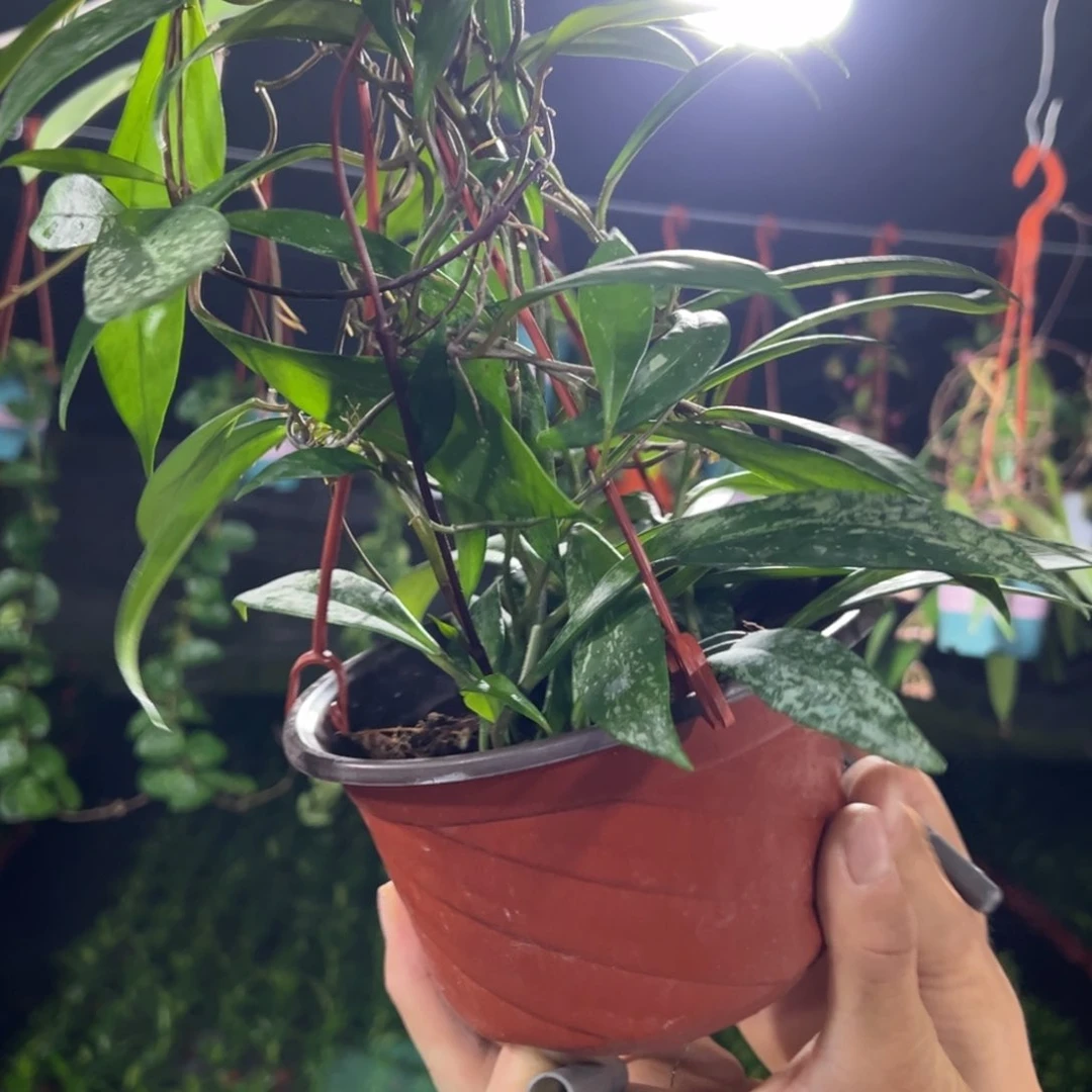 动***子无花朵高斑银粉球兰