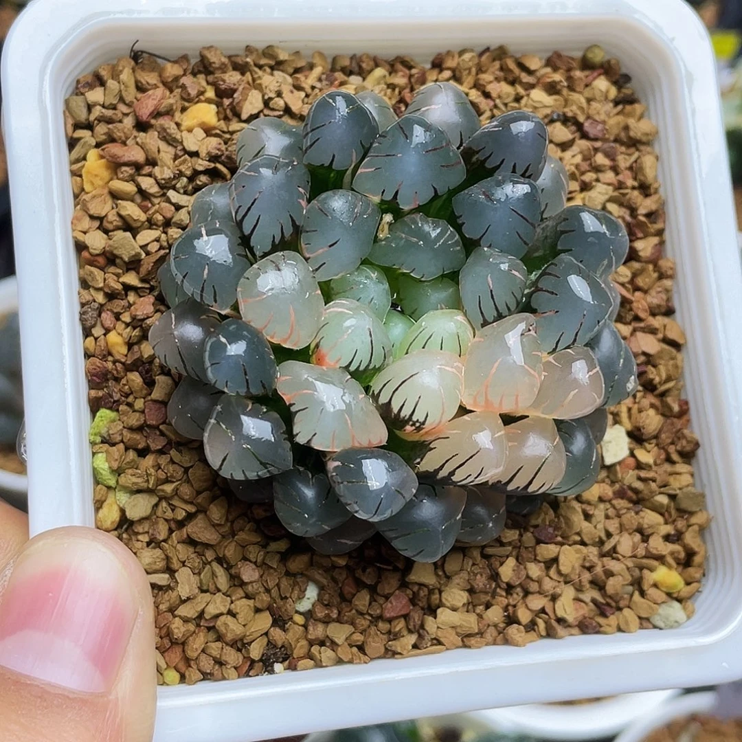 OB1冰灯玉露锦母本