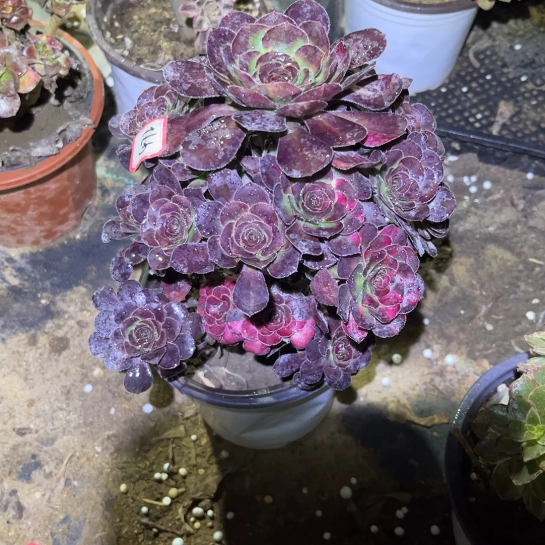 472多肉植物花蝴蝶