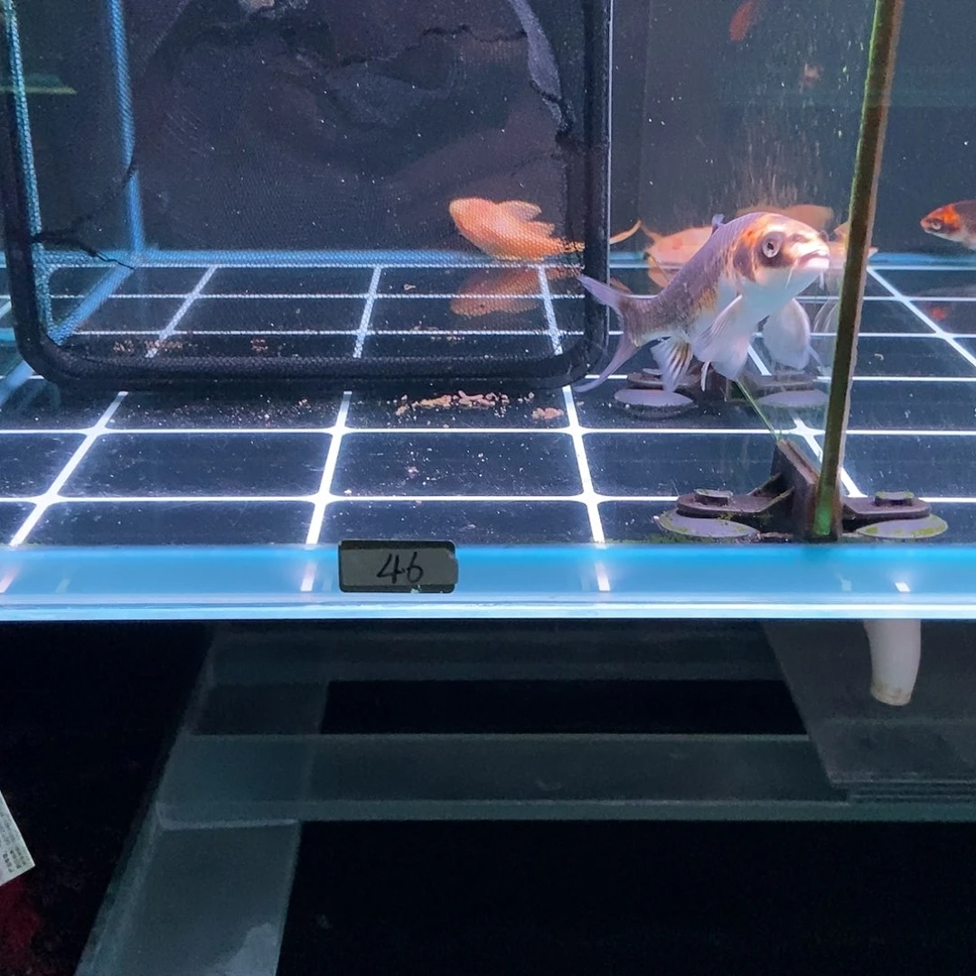 海***蛋蝴蝶鲤鱼46号熊猫蝴蝶鲤一条