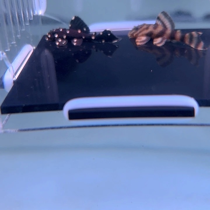 我***子清道夫鱼7-024组合2条