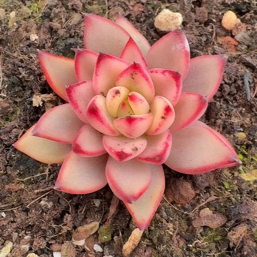 幽鬼覆轮一物一拍好看