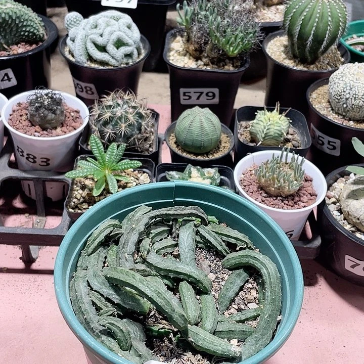 346大盆苹果箩魔
