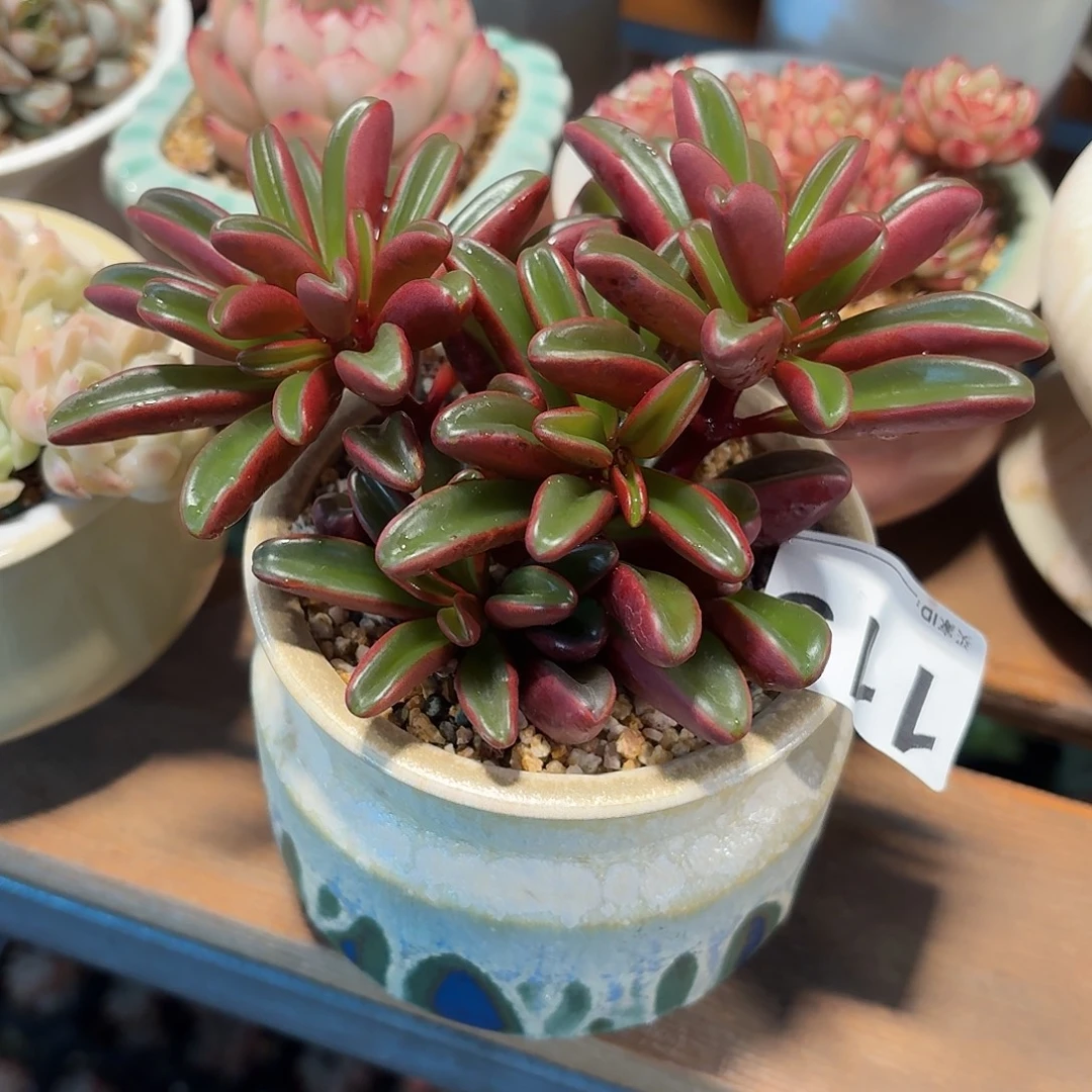 j***n红背椒草带盆发货119