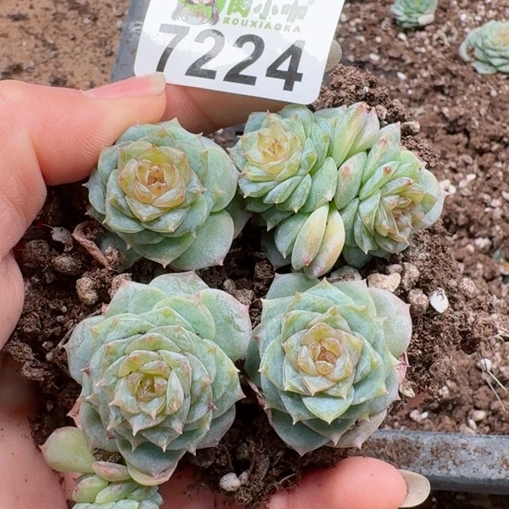 多肉植物多肉植物