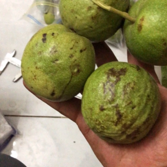 兜****有峡云岭青皮文玩核桃
