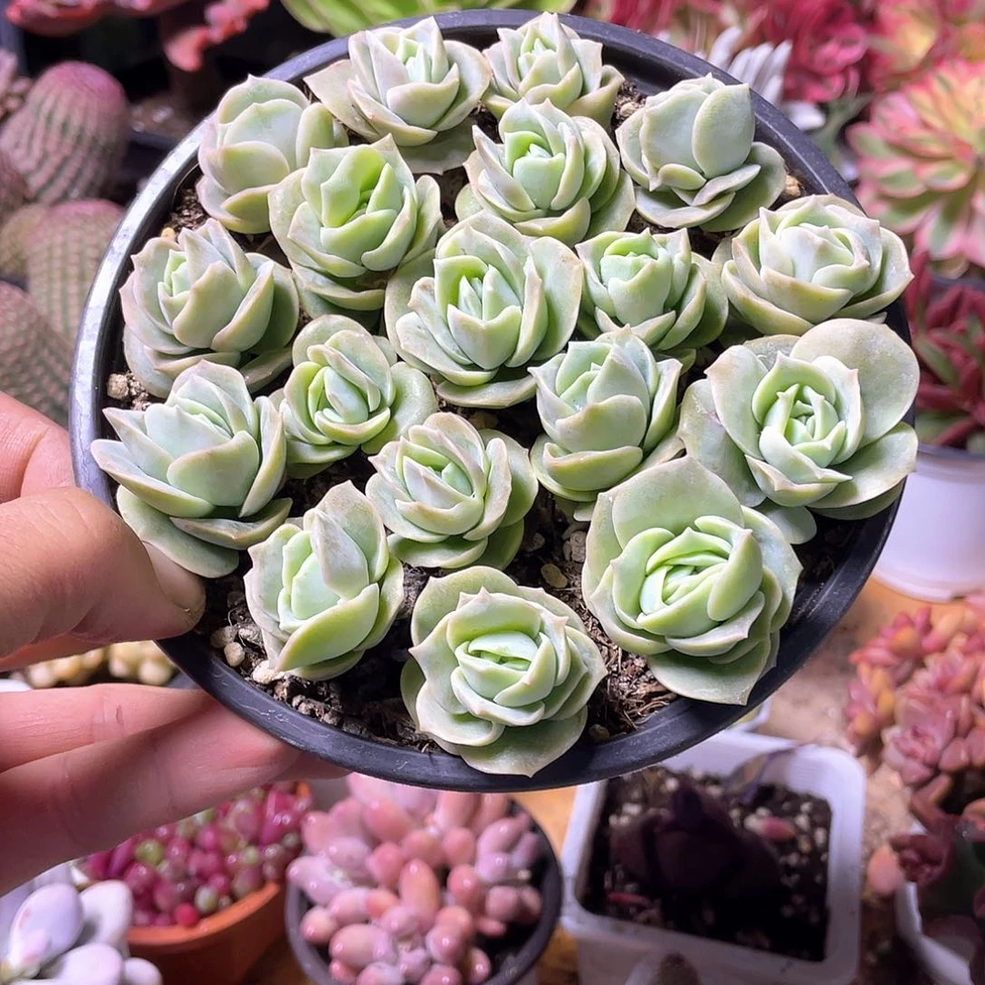 可爱玫瑰散群带盆发货